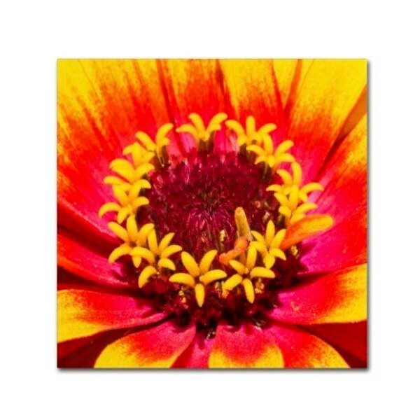 Kurt Shaffer 'Floral Mass Coronal Ejection' Canvas Art, 35x35, Trademark Fine Art, Mfr#: KS0179-C3535GG